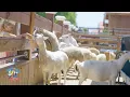 The Animal Farm at White Post Farms