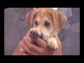 The Dangers of Rawhide Ask the Dogologist