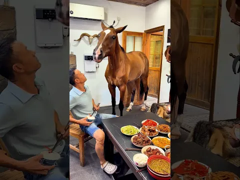 horse got inside the house