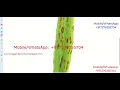Paddy Plant Disease Identification Using Image Processing Python Project With Source Code