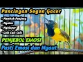 Lagu CUITAN SOGON GACOR PENJEBOL EMOSI SOGON TROTOL NGERIWIK SAJA BIAR CEPAT NGKLEPER NEMBAK PANJANG
