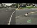 Driver Helps Rescue Baby Crawling Across New Jersey Road