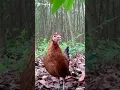 Lagu Tiếng Gà Mái Rừng Kích Trống | Bẩy Gà Rừng #shorts #nature #chicken