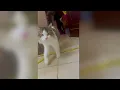 Male Cat Calling Female Male Cat In Heat