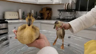 Watch my ducklings grow in the bathtub