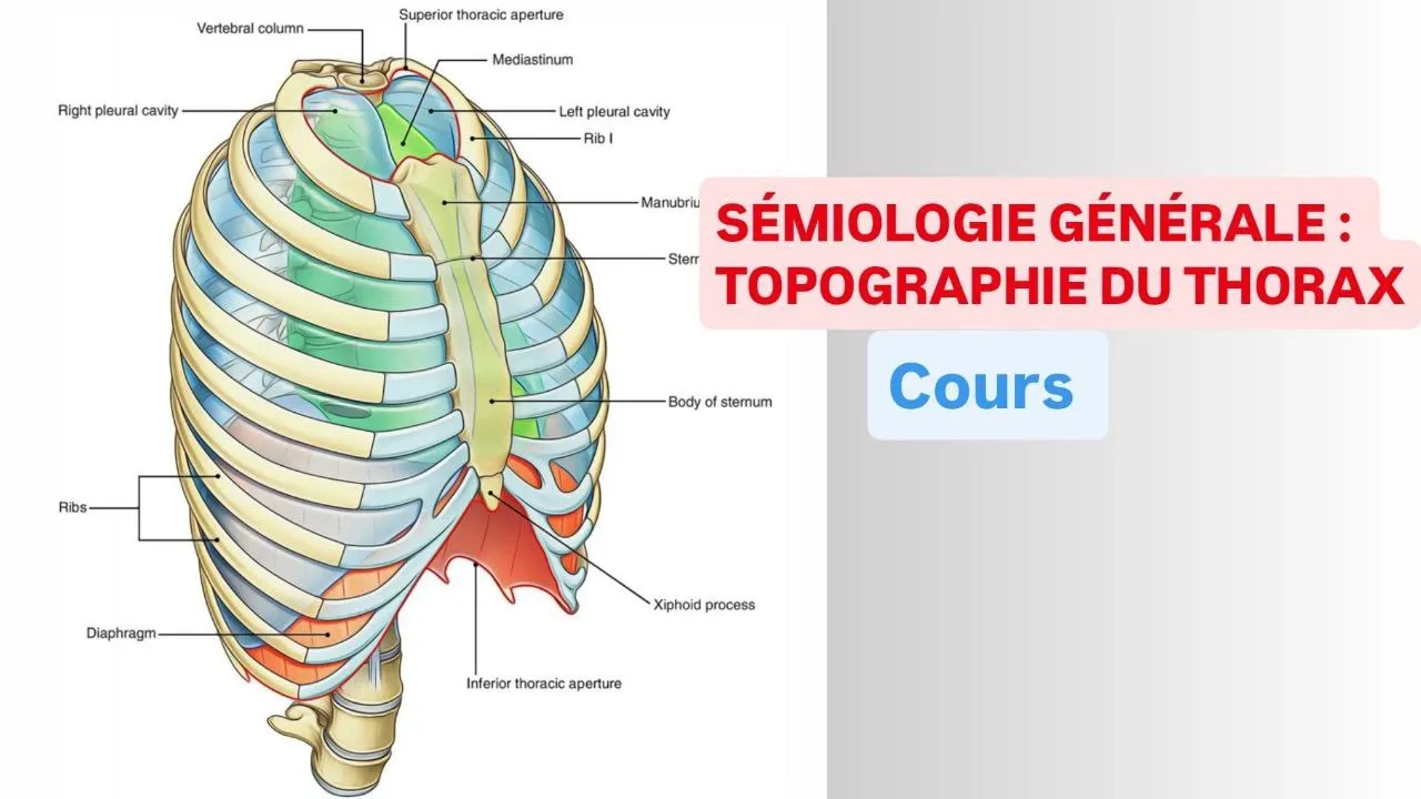 Sémiologie Générale : TOPOGRAPHIE DU THORAX