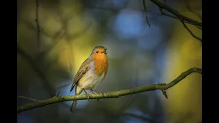 Download Forest Birds Singing - Relaxing Nature Sounds - Birds Chirping - HD 1080p MP3