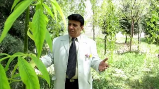 یاسین جوونی Yasin 