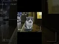 Download Lagu The kitten got lost #cat #kitten