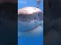 Download Lagu Great White Shark Bite #shorts #sharks #greatwhiteshark