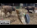 Two BIG SWISS BULLS 3 BAD HOOVES