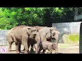 Lagu Suara Gajah | Sofia Nature