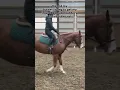 Download Lagu Poor Mango ☹️ {read pined} #hobbyhorse #pony #horse #horselover #youtubeshorts