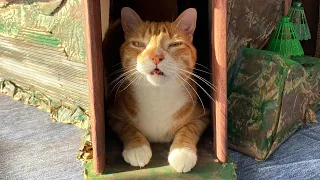 We Built a Box Meowntain for Our Cats! 👽