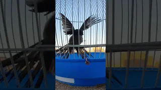 بلبل مغربي دندنها