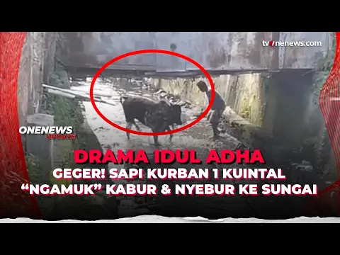 Warga Tasikmalaya Panik! Sapi Kurban Lepas dan Tercebur ke Sungai