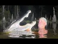 The Most Terrifying Gator Hunt Catch Clean Cook 2026 Opening Weekend