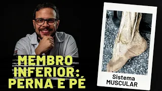SISTEMA MUSCULAR: MEMBRO INFERIOR - PERNA E PÉ - AULA PRÁTICA COM PROF. ANDRÉ OLIVEIRA