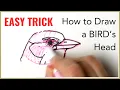 Draw and Paint Birds - ULTIMATE way to Master the HEAD