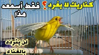كناريك صامت أوضعيف  أتحداك ان لم ينفجر من رعة الغناء        دندنها