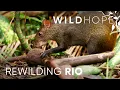 Lagu Rewilding Tijuca National Park: Rio's Urban Rainforest | WILD HOPE