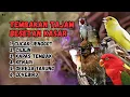 Download Lagu 🔴 KASARAN DAN TAJAM TEMBAKAN NGEBREN MASTERAN MURAI BATU GACOR