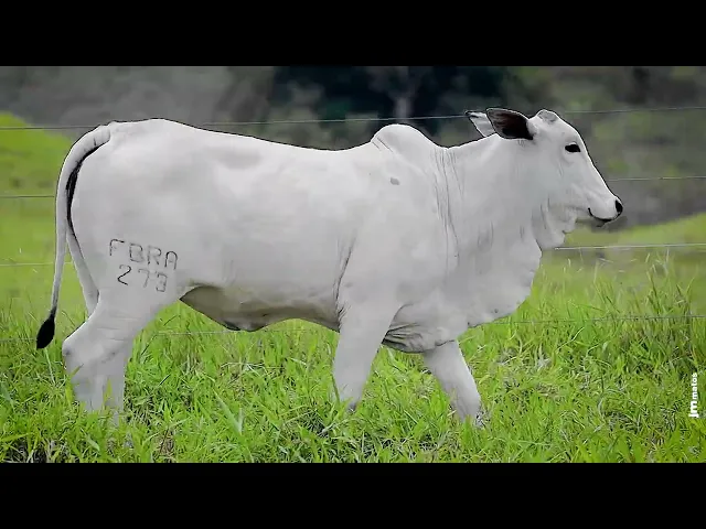 Novilha Nelore FBRA - 273