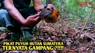 Download 🔴PIKAT PUYUH HUTAN SUMATERA | HANYA PAKAI MP3 MP3