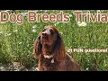 DOG BREED trivia quiz - 21 Question about Everyone s Favorite Pet ROAD TRIpVIA