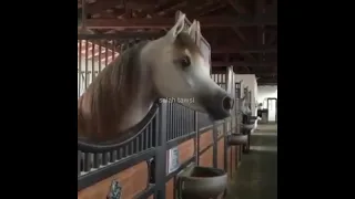 اجمل صوت اسمعه صوت الخيل العربي     روعة من الجمال  شكرا لدعمكم    دندنها