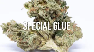 special glue cannabis review this strain will make you smile 