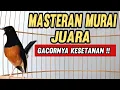 Masteran Murai Batu Juara || Gacor Kesetanan !! 