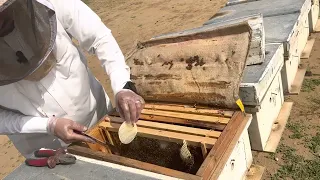 دورة أساسيات تربية النحل جمعية النحالين بأبها الجزء العملي الأول من تقديمي 