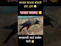 Download Lagu हा कावळा खरच बोलतो 🥰 #trending #shorts #shortvideo #crow #viralvideo #palghar #mansipatil