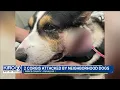 2 corgis attacked by neighborhood dogs in Puyallup