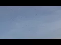 A kettle of turkey vultures 020118