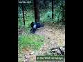 Download Lagu Display of Kalij Pheasant | Wildlife of Himalaya
