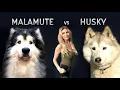 GIANT ALASKAN MALAMUTE Versus THE SIBERIAN HUSKY DOG