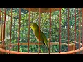 Download Lagu Khuyên líu kích bổi | SIÊU HAY Kích lửa vành khuyên líu đấu | Vành khuyên líu đấu. khuyên líu