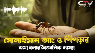 সুলাইমান আ: এবং পিঁপড়ার ইতিহাস | সুলাইমান আ: এবং পিঁপড়ার কথপোকথন |পবিত্র কুরআনের বানী | CTV BANGLA