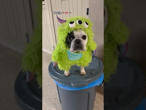 Let’s see who the biggest Monsters are at dog daycare!