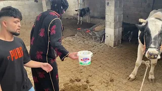 صايبين بقرة ام خليل بالعين 