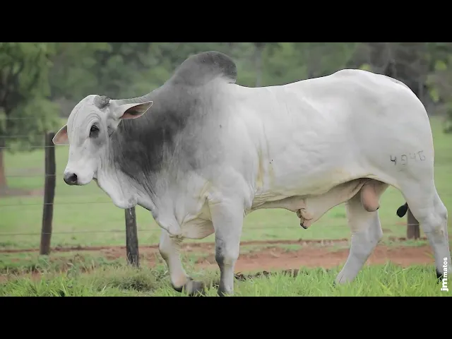 Touro Nelore AFOM - 4947