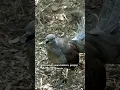 Download Lagu Burung Ini Bisa Meniru Suara Gergaji \u0026 Nada Dering ?! #BurungLyrebird  #AnimalFacts #FaktaHewan