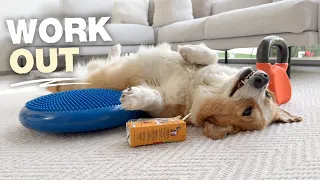 WORKOUT TIME - Topi the Corgi