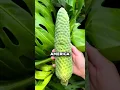 Download Lagu The World's Most Delicious Yet Dangerous Fruit 🤯 (@fruithunters)
