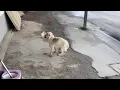 Download Lagu She'd rather starve than let her puppies go hungry. My heart broke when I saw that.