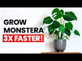 Grow Your Monstera 3X FASTER
