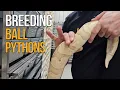 BREEDING BALL PYTHONS - BACK TO BASICS