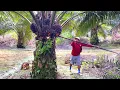 Download Lagu PEMANEN BAYARAN BAYARAN KITA GANDOLEO, PANEN VARIETAS PPKS.!